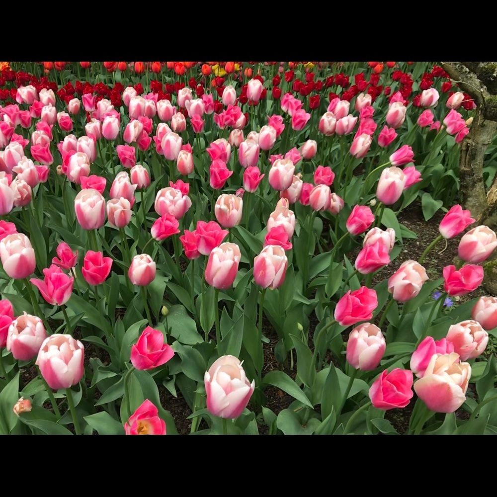 Meet your Posher, Noelle